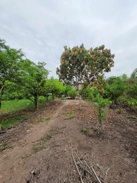 สามโคก, Pathum Thani, เทศบาล 6, Bang Pho Nua, Sam Khok, Pathum Thani, , 3,772 sqm, Land For Sale, by กฤต พรหมหิตาทร, 500246409 - DDproperty.com