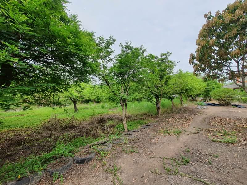 สามโคก, Pathum Thani, เทศบาล 6, Bang Pho Nua, Sam Khok, Pathum Thani, , 3,772 sqm, Land For Sale, by กฤต พรหมหิตาทร, 500246409 - DDproperty.com