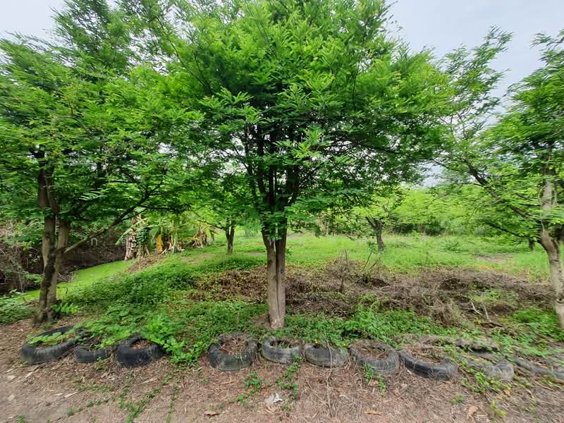 สามโคก, Pathum Thani, เทศบาล 6, Bang Pho Nua, Sam Khok, Pathum Thani, , 3,772 sqm, Land For Sale, by กฤต พรหมหิตาทร, 500246409 - DDproperty.com