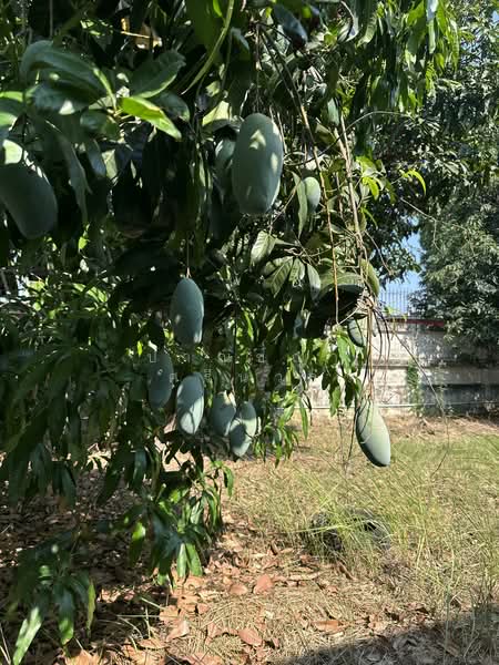 ขายที่ดินโรงงาน อาคารสำนักงาน พื้นที่ 1-3-95 ไร่ ซอยเพชรเกษม 41 ตำบลบางแค เขตภาษีเจริญ กทม., กรุงเทพ, ปากคลองภาษีเจริญ, ภาษีเจริญ, กรุงเทพ, 1,500 ตร.ม., โกดัง-โรงงาน ขาย, โดย ปาณชญา ศรีนวล, 500247471 - DDproperty.com