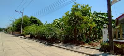 ขาย - หอมเกร็ด, นครปฐม