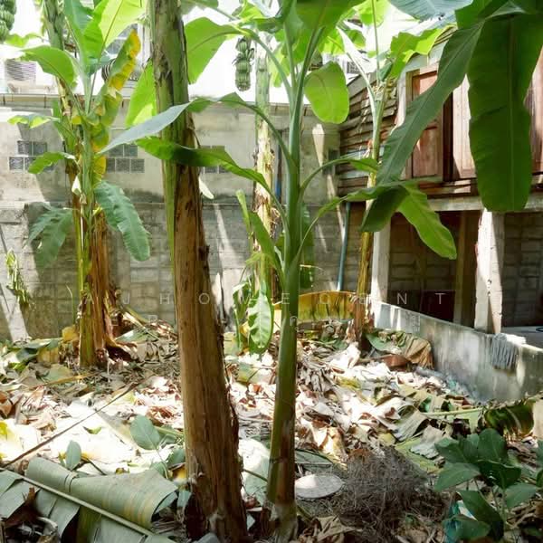 อาคารพาณิชย์4.5ชั้น 26.7ตรว. ถ.เอกชัย, Bangkok, Bang Bon, Bang Bon, Bangkok, , 220 sqm, Shophouse For Sale, by AJHOMECENTER - คุณหมู, 500248468 - DDproperty.com