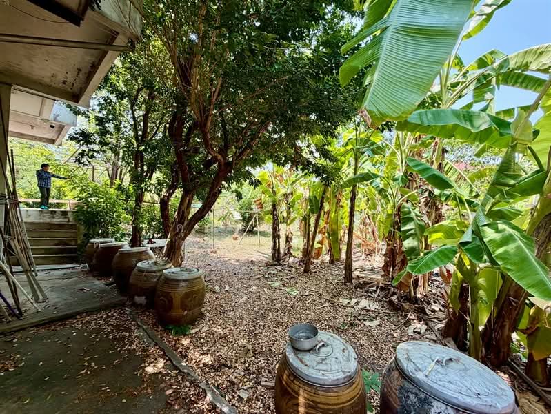 บ้านเดี่ยว 3 ชั้น 145 ตร.ว. บ้านเดี่ยว ใกล้เดอะมอลล์งามวงศ์วาน ซอยประชาชื่น42, Bangkok, ถนนประชาชื่น, Wong Sawang, Bang Sue, Bangkok, 5 Bedrooms, 500 sqm, Single Detached House For Sale, by คุณ วนิดา ศิริสุขชัยวุฒิ (ดา), 500248532 - DDproperty.com