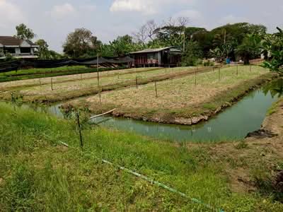 ขาย - บ้านใหม่, นนทบุรี