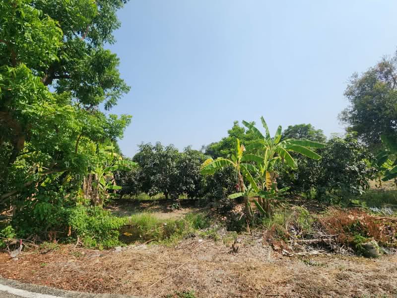 Land for Sale in Bang Phlap, Pak Kret, Nonthaburi – 1 Rai 89 Sq.wah (489 Sq.wah), Nonthaburi, Bang Phlap, Pak Kret, Nonthaburi, , 1,956 sqm, Land For Sale, by ขายที่ดิน บางพลับ ปากเกร็ด 1 ไร่ 89 ตร.วา 30,000/ตร.วา ใกล้ราชพฤกษ์ 2 กม., 500248994 - DDproperty.com