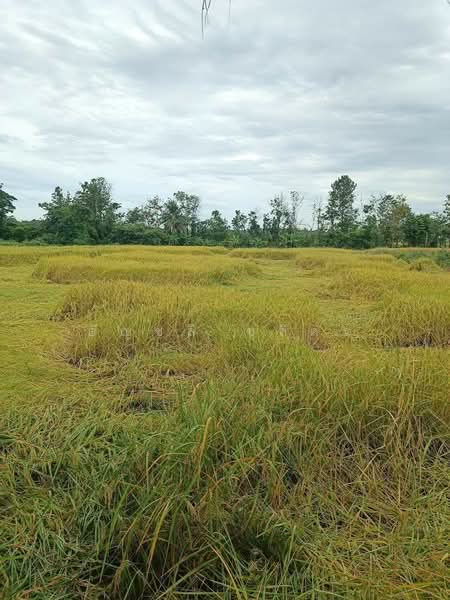 นาป่า, Phetchabun, Na Pa, Muang Phetchabun, Phetchabun, , 4,680 sqm, Land For Sale, by อัญชลี ชุลีคร, 500249113 - DDproperty.com