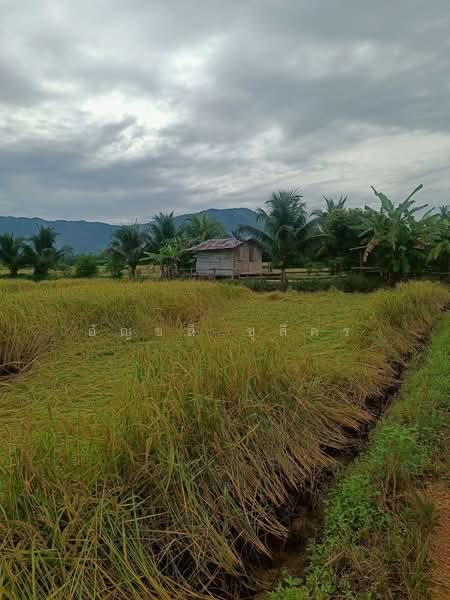 นาป่า, Phetchabun, Na Pa, Muang Phetchabun, Phetchabun, , 4,680 sqm, Land For Sale, by อัญชลี ชุลีคร, 500249113 - DDproperty.com