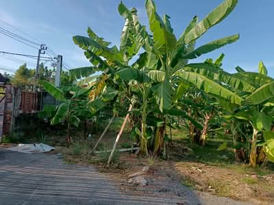 ขาย - ขายที่ดินเปล่า ติดถนนบางบอน 4 หนองแขม กรุงเทพ, กรุงเทพ