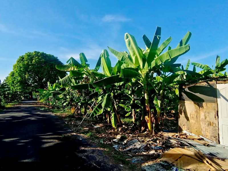 ขายที่ดินเปล่า ติดถนนบางบอน 4 หนองแขม กรุงเทพ, กรุงเทพ, หนองแขม, หนองแขม, กรุงเทพ, 5,332 ตร.ม., ที่ดิน ขาย, โดย ชญาพิชชา พันธกิจ, 500249278 - DDproperty.com