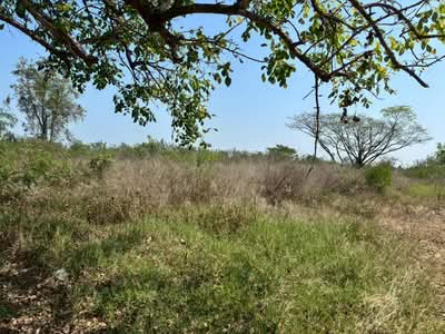 ขาย - ริมปิง, ลำพูน