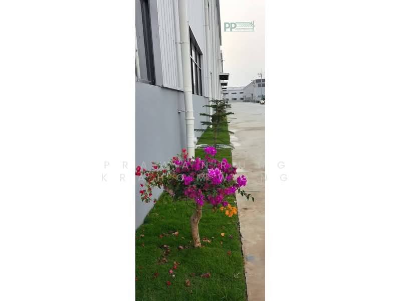 CODE:PP1-W1134-0426 ให้เช่าโรงงาน/คลังสินค้า พื้นที่รวม 24,078 ตารางเมตร ใกล้ Amata Rayong ผังม่วงลา, ระยอง, ปลวกแดง, ปลวกแดง, ระยอง, 3,272 ตร.ม., โกดัง-โรงงาน ให้เช่า, โดย PRAWANRUNG KRAHOMWONG, 500249951 - DDproperty.com