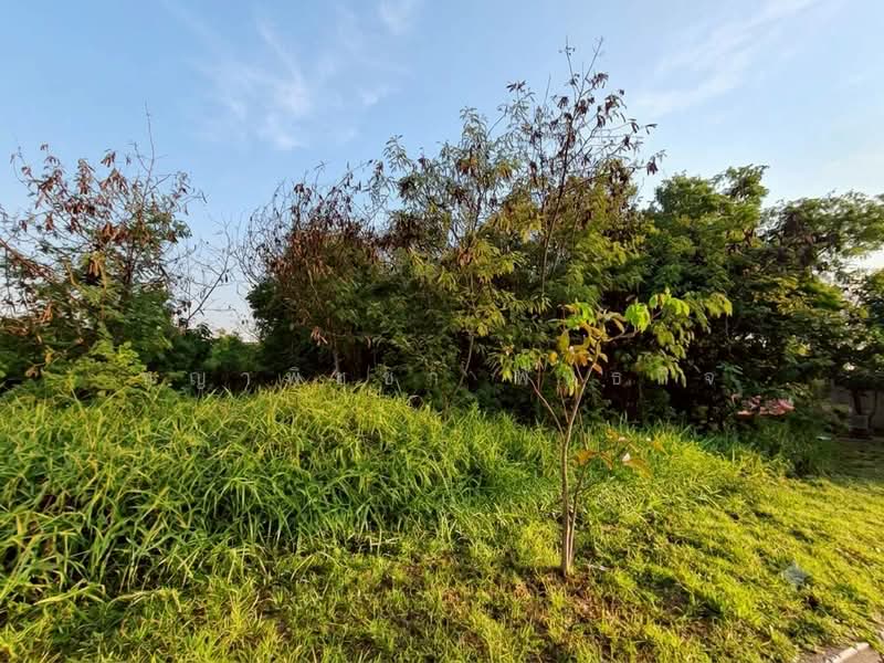 คลองหนึ่ง, Pathum Thani, Khlong Nung, Khlong Luang, Pathum Thani, , 1,596 sqm, Land For Sale, by ชญาพิชชา พันธกิจ, 500250526 - DDproperty.com