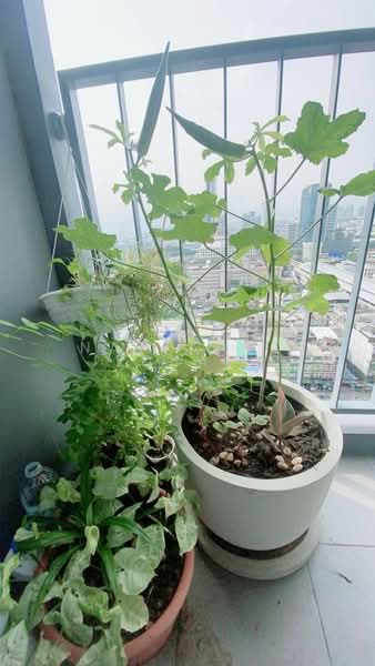 IDEO Sukhumvit 93, Bangkok, 2331 Soi Sukhumvit 93, Bang Chak, Phra Khanong, Bangkok, 2 Bedrooms, 53 sqm, Condo For Rent, by Nattapol Jedsadathitikul, 500250897 - DDproperty.com