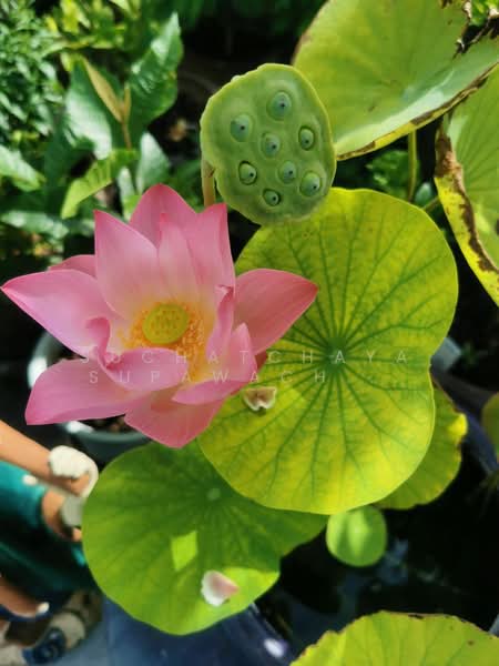 Anna Villa Sukhumvit 40 : อันนา วิลล่า สุขุมวิท 40, กรุงเทพ, 4 ซอยสุขุมวิท 40, พระโขนง, คลองเตย, กรุงเทพ, 300 ตร.ม., อพาร์ทเมนท์ ให้เช่า, โดย Suchatchaya Supawachiranant, 500251595 - DDproperty.com