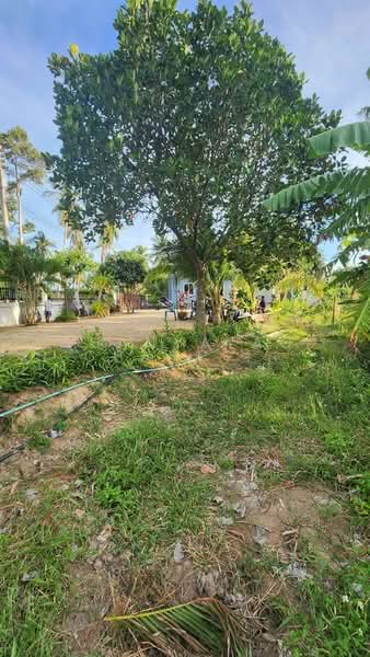 3-BR House, Surat Thani, Nha Mueng, Ko Samui, Surat Thani, 3 Bedrooms, 75 sqm, Single Detached House For Sale, by Thanyalag Chanchodtanakul, 500252639 - DDproperty.com