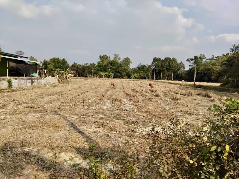วังเย็น, Chachoengsao, Wang Yen, Plaeng Yao, Chachoengsao, , 5,920 sqm, Land For Sale, by สมภพ กุลชล, 500252986 - DDproperty.com