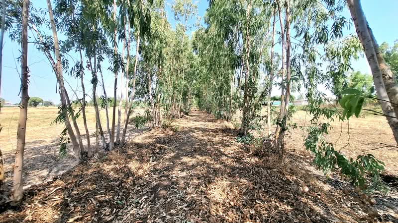 ที่ดินเสลภูมิ ร้อยเอ็ด, Roi Et, Tha Muang, Selaphum, Roi Et, , 1,600 sqm, Land For Sale, by The Best Property ทองใบ, 500253020 - DDproperty.com