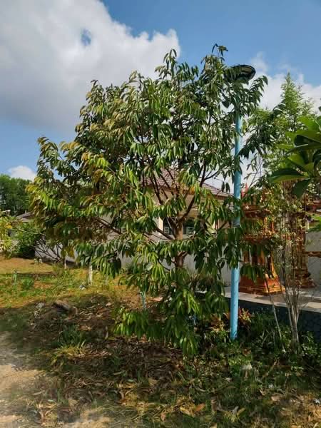 ที่ดินเกาะขวาง จันทบุรี, Chanthaburi, Ko Khwang, Muang Chanthaburi, Chanthaburi, , 400 sqm, Land For Sale, by The Best Property โชติ, 500253303 - DDproperty.com