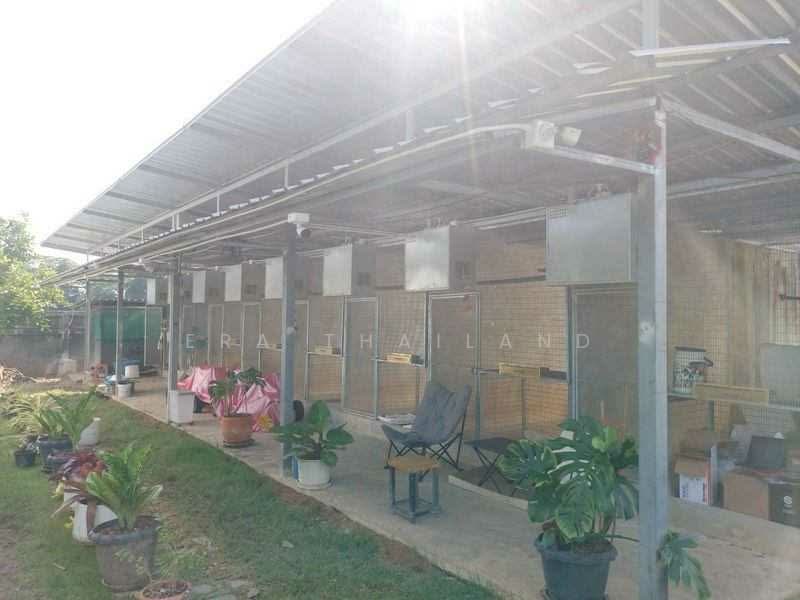 ขายและให้เช่า บ้านพร้อมฟาร์ม 1 ไร่ 3 งาน 86 ตร.ว., Chiang Mai, Nong Phung, Saraphi, Chiang Mai, 2 Bedrooms, 117 sqm, Single Detached House For Sale, by ERA Thailand, 500253305 - DDproperty.com