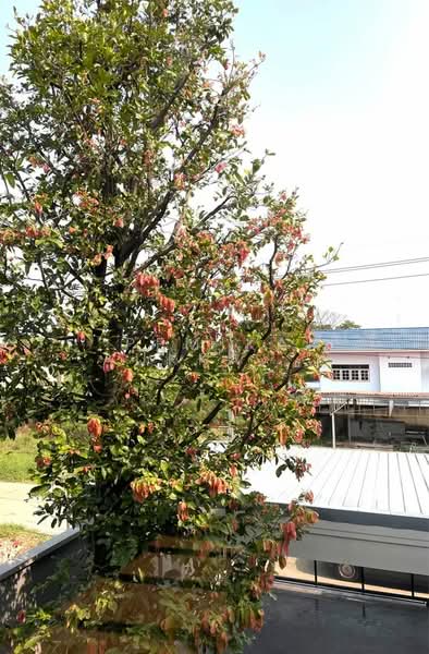 3-BR House, Bangkok, Sala Thammasop, Thawi Watthana, Bangkok, 3 Bedrooms, 350 sqm, Single Detached House For Sale, by Pemika Aukkaraleekul, 500253698 - DDproperty.com