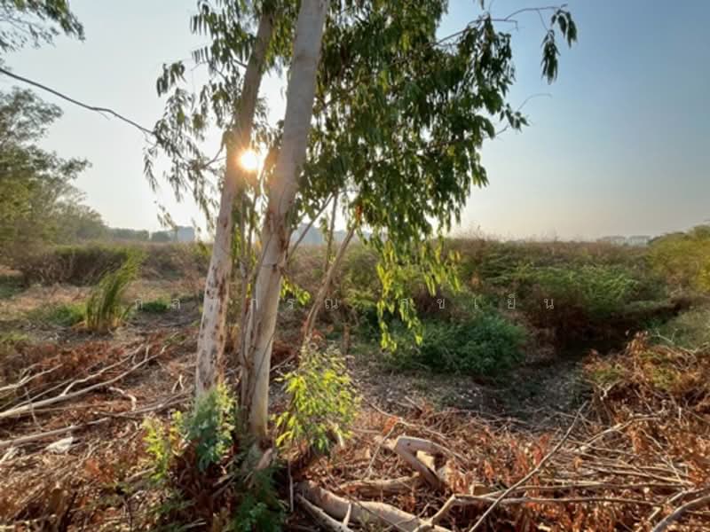ที่ดินเปล่า 20 ไร่ 80.40 ตรว.ติดนิคมอุตสาหกรรมโรจนะ, Phra Nakhon Si Ayutthaya, Khan Ham, Uthai, Phra Nakhon Si Ayutthaya, , 35,520 sqm, Land For Sale, by กัลฑภรณ์ สุขเย็น, 500255514 - DDproperty.com