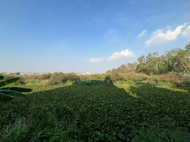 ที่ดินเปล่า 20 ไร่ 80.40 ตรว.ติดนิคมอุตสาหกรรมโรจนะ, Phra Nakhon Si Ayutthaya, Khan Ham, Uthai, Phra Nakhon Si Ayutthaya, , 35,520 sqm, Land For Sale, by กัลฑภรณ์ สุขเย็น, 500255514 - DDproperty.com