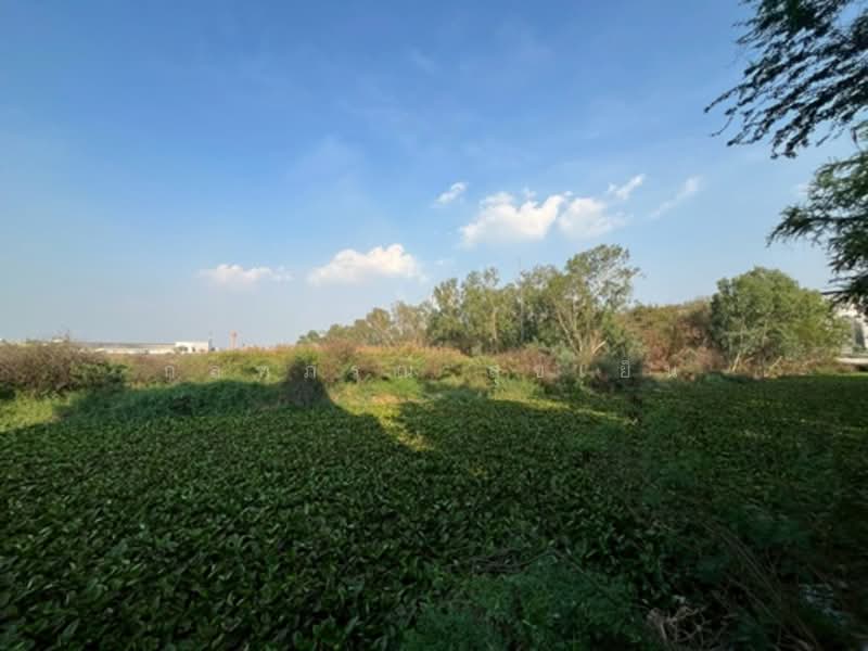 ที่ดินเปล่า 20 ไร่ 80.40 ตรว.ติดนิคมอุตสาหกรรมโรจนะ, พระนครศรีอยุธยา, คานหาม, อุทัย, พระนครศรีอยุธยา, 35,520 ตร.ม., ที่ดิน ขาย, โดย กัลฑภรณ์ สุขเย็น, 500255514 - DDproperty.com