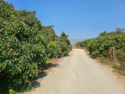 ขาย - ขายที่ดิน เนื้อที่ 303 ตร.ว. พร้อมต้นลำไย 40 ต้น ติดป่าสงวนแห่งชาติป่าจอมทอง, เชียงใหม่