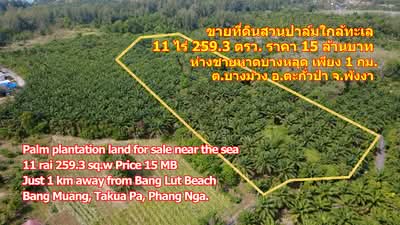 ขาย - ขายที่ดินสวนปาล์ม ใกล้ทะเล บางม่วง ตะกั่วป่า พังงา, พังงา