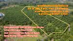 ขายที่ดินสวนปาล์ม ใกล้ทะเล บางม่วง ตะกั่วป่า พังงา, พังงา