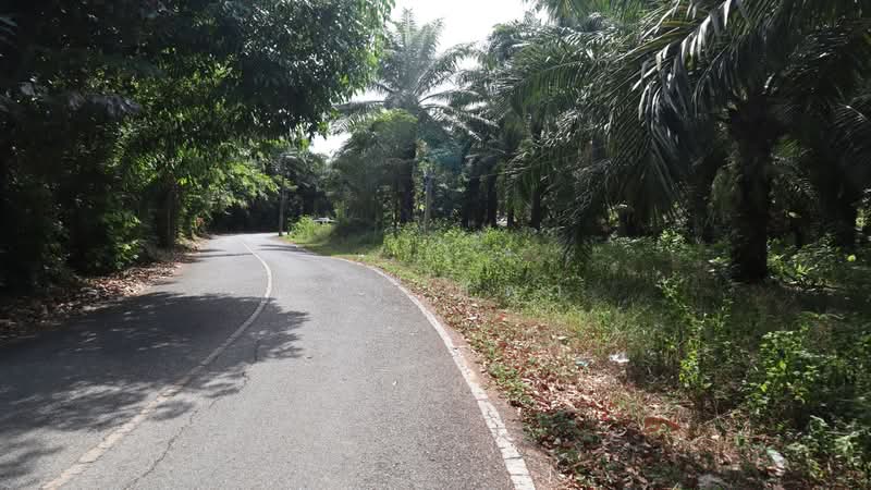 Palm plantation land for sale near the sea, Bang Muang, Takua Pa, Phang Nga, Phangnga, Bang Muang, Takua Pa, Phangnga, , 18,636 sqm, Land For Sale, by Tana Sipa, 500256231 - DDproperty.com