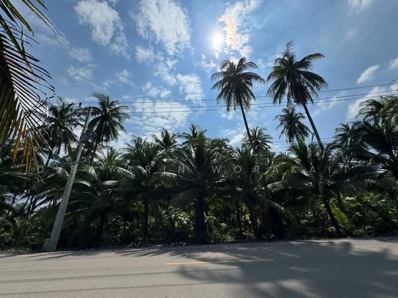 For Sale - “Coconut Plantation, Bang Khonthi, Samut Songkhram