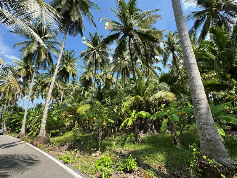 For Sale - “Coconut Plantation, Bang Khonthi, Samut Songkhram