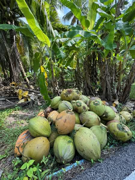 For Sale - “Coconut Plantation, Bang Khonthi, Samut Songkhram
