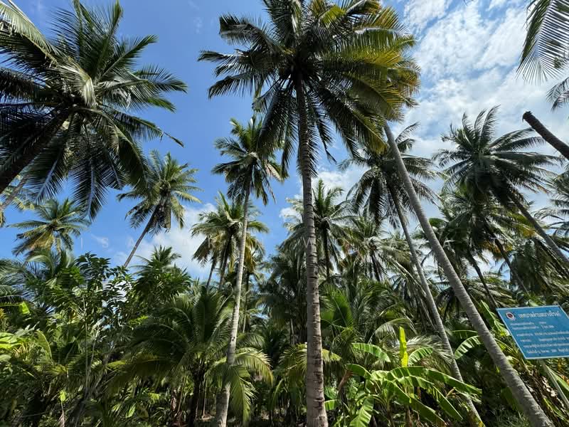 For Sale - “Coconut Plantation, Bang Khonthi, Samut Songkhram