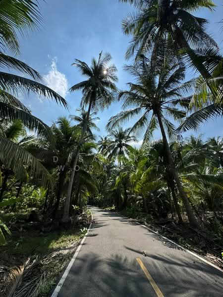 For Sale - “Coconut Plantation, Bang Khonthi, Samut Songkhram