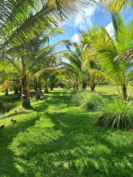 For Sale - ที่ดินพร้อมสิ่งปลูกสร้างเฉลิมพระเกียรติ นครศรีธรรมราช, Nakhon Si Thammarat