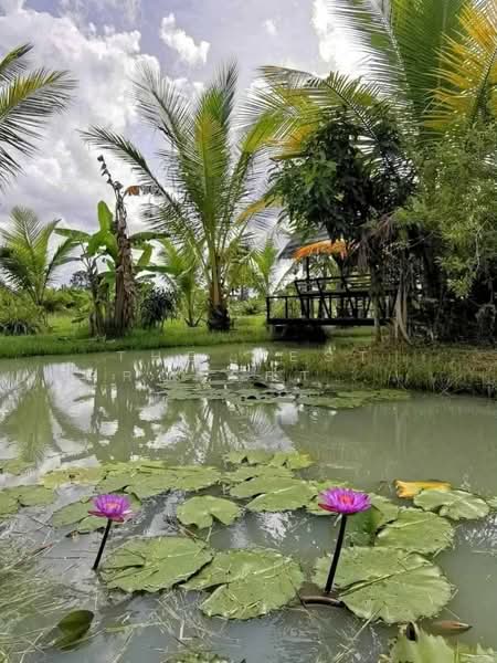 For Sale - ที่ดินพร้อมสิ่งปลูกสร้างเฉลิมพระเกียรติ นครศรีธรรมราช, Nakhon Si Thammarat