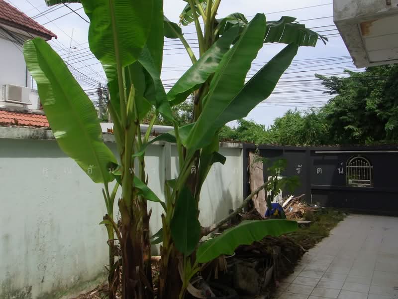 ให้เช่าบ้านเดี่ยว โครงการเพชรสยาม3 บางบอน3 กรุงเทพฯ, กรุงเทพ, บางบอน3, บางจาก, ภาษีเจริญ, กรุงเทพ, 230 ตร.ม., บ้านเดี่ยว ให้เช่า, โดย คุณอัมพร ศิริภานุรัตน์, 500257161 - DDproperty.com