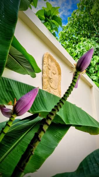 Baan Wana Pool Villas, Phuket, 177 Srisoonthorn Road, Sri Sunthon, Thalang, Phuket, 3 Bedrooms, 257 sqm, Villa For Rent, by Mark Horsfall, 500257227 - DDproperty.com