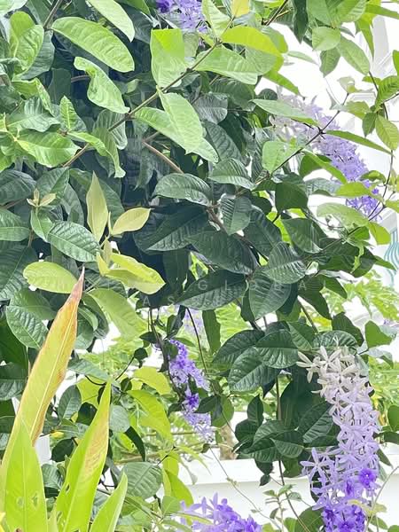 Supicha Sino Kohkaew 8, Phuket, 189 Thep Krasattri Road, Ko Kaeo, Muang Phuket, Phuket, 3 Bedrooms, 212 sqm, Villa For Rent, by Prime Global Asset, 500257370 - DDproperty.com