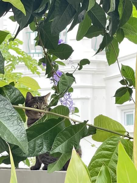 Supicha Sino Kohkaew 8, Phuket, 189 Thep Krasattri Road, Ko Kaeo, Muang Phuket, Phuket, 3 Bedrooms, 212 sqm, Villa For Rent, by Prime Global Asset, 500257370 - DDproperty.com