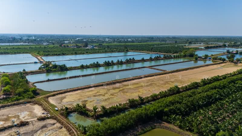 Nakhon Pathom, Nakhon Pathom, Nakhonpathom, Muang Nakhon Pathom, Nakhon Pathom, , 25,892 sqm, Land For Sale, by Kantapong Darakorn Na Ayudhya, 500257848 - DDproperty.com