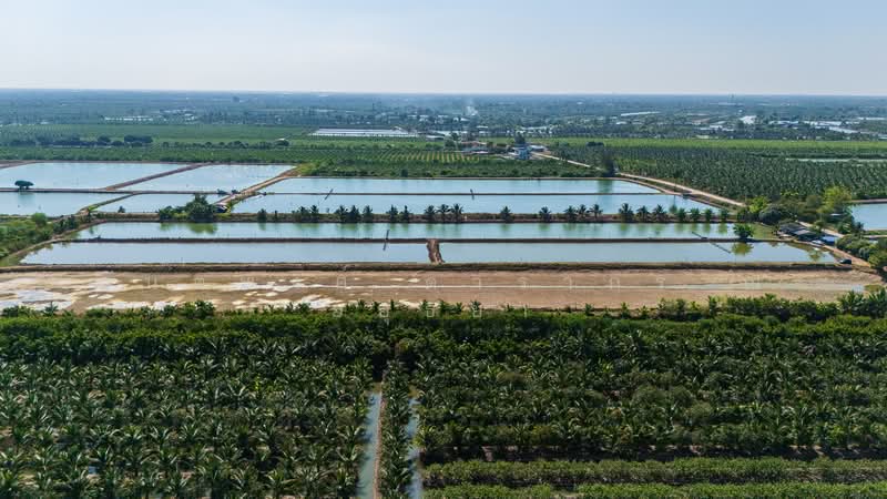 Nakhon Pathom, Nakhon Pathom, Nakhonpathom, Muang Nakhon Pathom, Nakhon Pathom, , 25,892 sqm, Land For Sale, by Kantapong Darakorn Na Ayudhya, 500257848 - DDproperty.com