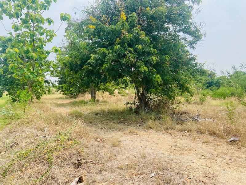 ที่ดินพล ขอนแก่น, Khon Kaen, Kao Ngiu, Phon, Khon Kaen, , 4,824 sqm, Land For Sale, by The Best Property ปุ๊ก, 500259144 - DDproperty.com