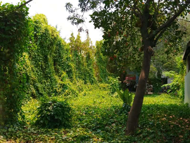 For Sale - ที่ดินบางกรวย นนทบุรี, Nonthaburi