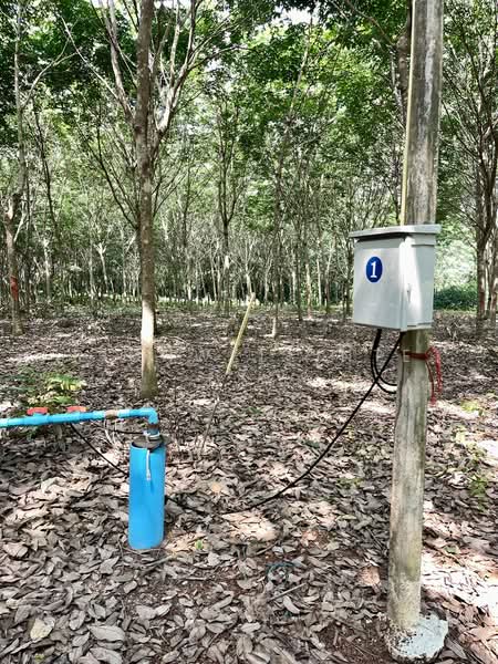 Land for sale with durian and rubber plantation, 19 rai, Soi Wat Kong Din,, Rayong, Kong Din, Klaeng, Rayong, , 31,904 sqm, Land For Sale, by richwellinter, 500261433 - DDproperty.com