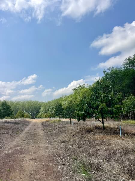 Land for sale with durian and rubber plantation, 19 rai, Soi Wat Kong Din,, Rayong, Kong Din, Klaeng, Rayong, , 31,904 sqm, Land For Sale, by richwellinter, 500261433 - DDproperty.com