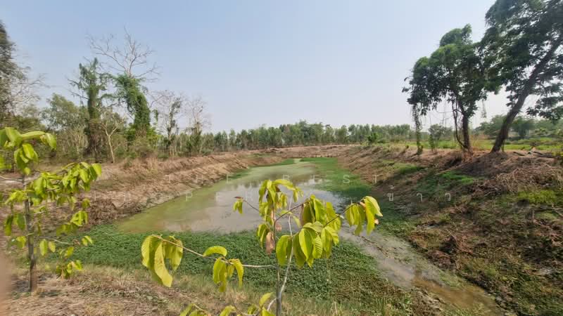 ที่ดินสามง่าม พิจิตร, พิจิตร, เนินปอ, สามง่าม, พิจิตร, 29,300 ตร.ม., ที่ดิน ขาย, โดย The Best Property  ข้าว, 500262121 - DDproperty.com