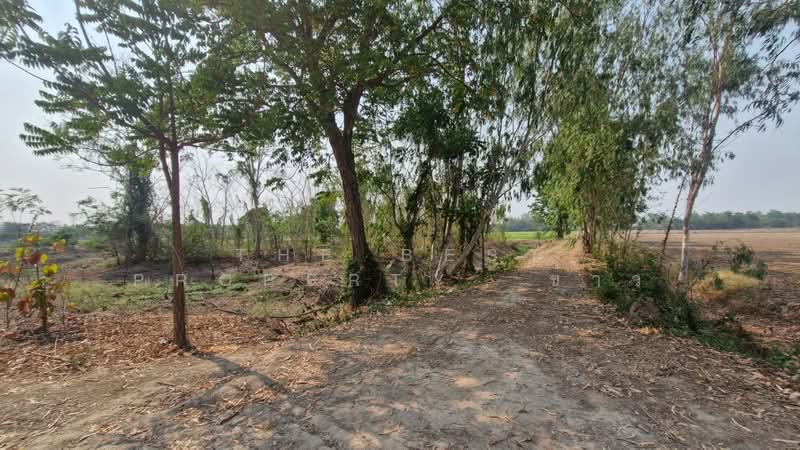 ที่ดินสามง่าม พิจิตร, พิจิตร, เนินปอ, สามง่าม, พิจิตร, 29,300 ตร.ม., ที่ดิน ขาย, โดย The Best Property  ข้าว, 500262121 - DDproperty.com